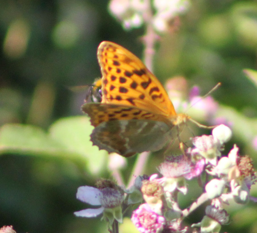 Argynnis paphia ?